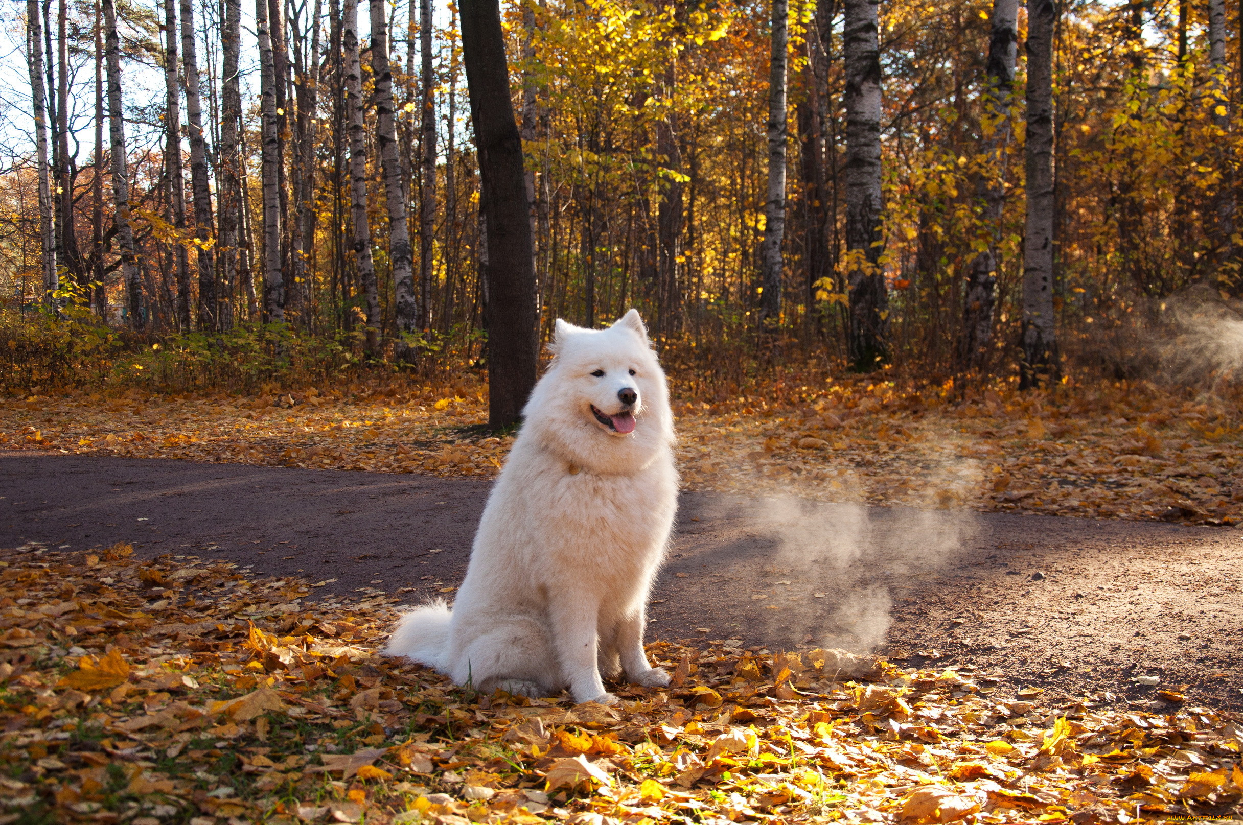 , , dogs, nature, parks, atumn